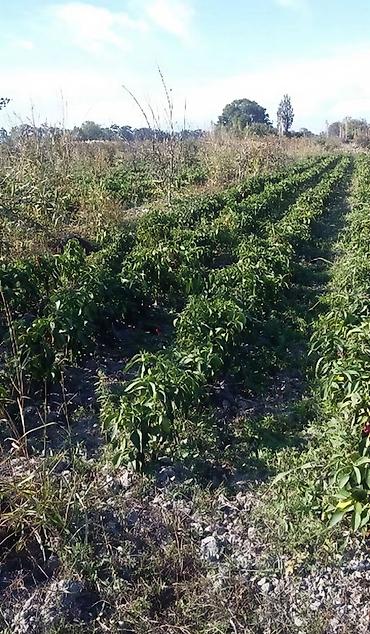 fatmayi baglari torpaq satilir: 180 sot, Kənd təsərrüfatı, Kupça (Çıxarış) — 7