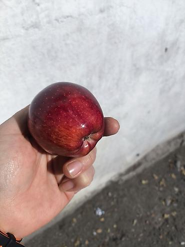 купить раков: Яблоки В розницу — 3