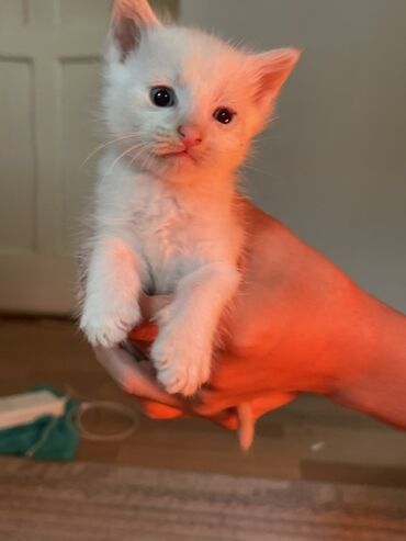 для кошек домик: Котята-домашние, малыши в возрасте 1 месяца - Окрас: - Белый
