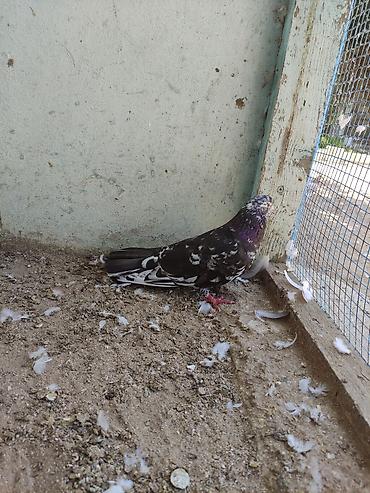 bulbul quşu satışı: Salam 8 ədəd tutulma, sağlam quşlardır. Hamısı 35 AZN Əbreş ərkey — 4