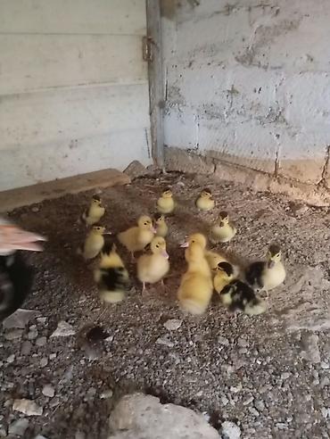 Təbii kənd şəraitində, anasının yanında böyüyən tam sağlam və fəal lal lalafo.az -da Təbii kənd şəraitində, anasının yanında böyüyən tam sağlam və fəal lal