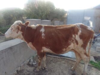 simental inekler satilir: Dişi, Simental, il: 4, 850 kq, Damazlıq, Südlük, Ətlik, Ünvandan götürmə, Ödənişli çatdırılma