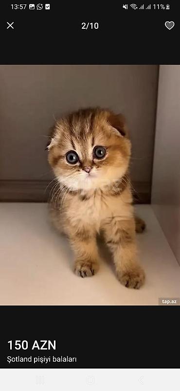 Pişiklər: Şotland — 9