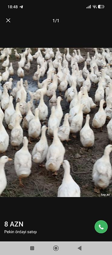 belcika coban iti: Təmiz Pekin ördəyi təcili satılır ünvan bərdə rayonu qaradağlı kəndi — 1