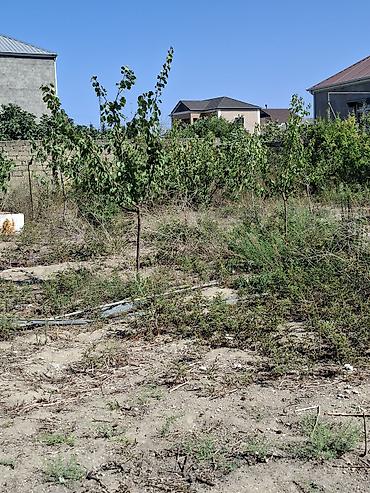 ot satisi: 15 sot, Kənd təsərrüfatı, Kupça (Çıxarış) — 1