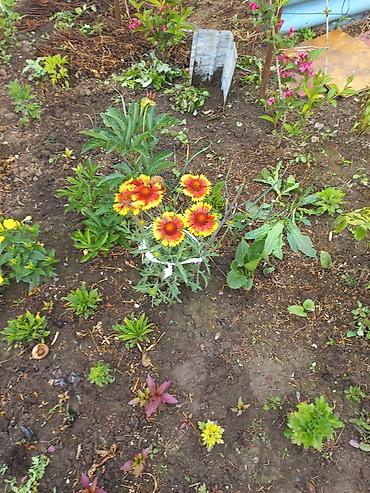 Другие садовые цветы и кустарники: Ново Покровка — 17