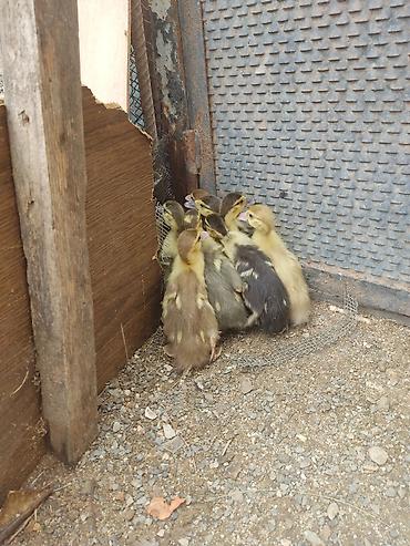 avcarka balasi satilir: 12 günlük ördək balaları 11 ədəd var — 3