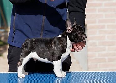 odgajivacnica jorksirskog terijera: French bulldog odg Srcky's oglasava stenad profesionalno odgojenu — 2