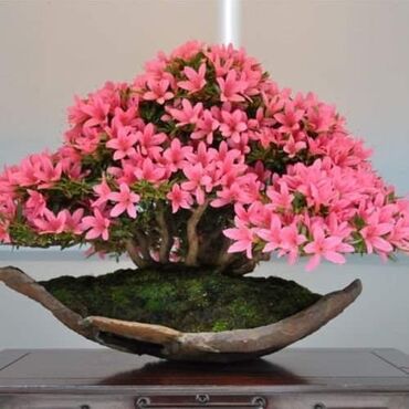 Semena i sadnice: Sakura Bonsai mini japanska trešnja seme
Cena: 550din/5 semenki — 6