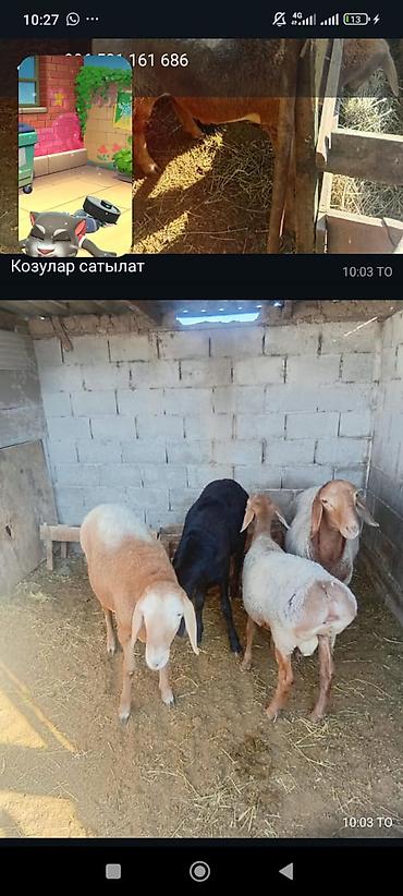 просто ат: Продаю | Козлёнок | Для разведения — 1