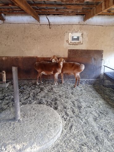 сколько стоит баран в таджикистане: Продаю | Овца (самка) | Арашан | На забой, Для разведения | Матка