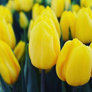 Букеты из живых цветов: Цветы Голландские Тюльпаны Оптом! Тюльпаны вместе с луковицами — 7