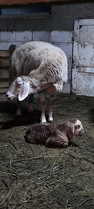 Баран, овца: Продаю | Баран (самец) | Арашан | Для разведения | Племенные — 17