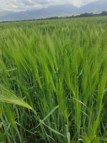 уголь кара кече отборный: Уруктар: Арпа
