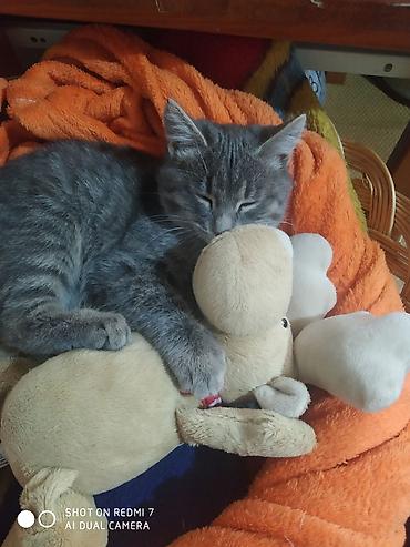 Отдам даром кошку: 3 месяца, Девочка — 5