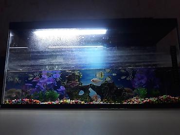 baliq unu satilir: -Əlaqə üçün dm və ya 0557583200- +5 balıq +Termometr +Güclü led işıq — 2