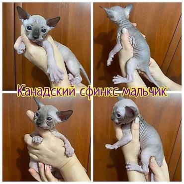 Кошки: Идёт бронь на малышей 😍 Находимся в городе Шымкент 🚗 Д оставка есть — 2