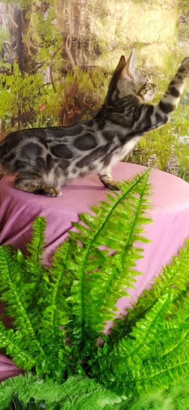 Продажа кошек: Друзья !!! питомник Бен Гла Мур с радостью предлагает новый помет. от — 10