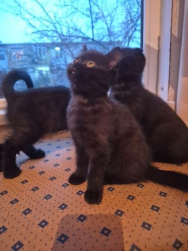 Pişiklər: Şotland yastı qulaq, Erkək, Dişi, Yaxşı əllərə, Ünvandan götürmə, Pulsuz çatdırılma, Ödənişli çatdırılma — 13