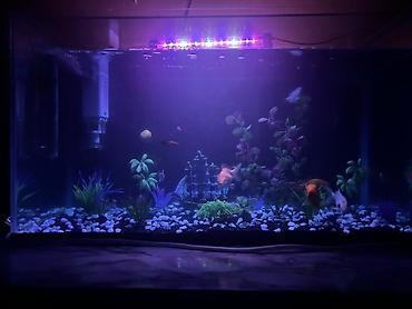 akvarium bitkileri: Dördbucaq akvarium, Balıqlarla birlikdə, 85 l, Pulsuz çatdırılma — 3