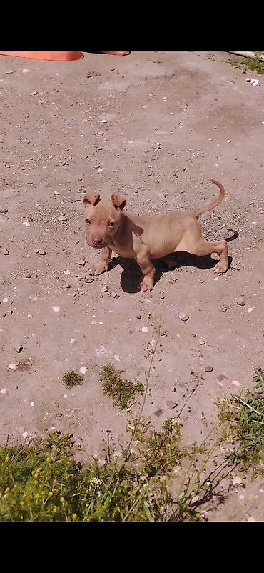 İtlər: Pitbul, 2 ay, Erkek, Ünvandan götürmə — 6