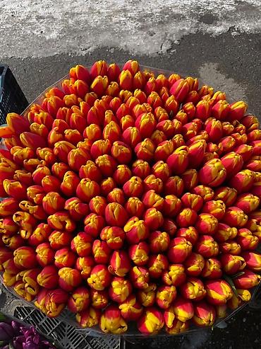 Букеты из живых цветов: Продаем тюльпаны отличного качества, высота и бутон крупный, высокие — 2