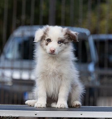 dogs: BORDER COLLIE ŠTENCI – ČOKOLADNI, RED MERLE I CRNO-BELI Sa ponosom — 8