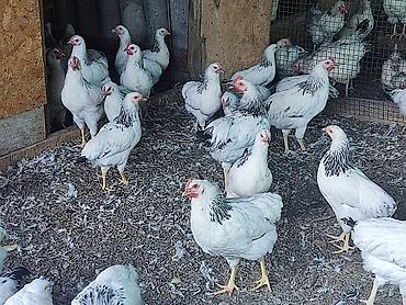 вязка коты: Продаю | Куры | Для разведения — 8