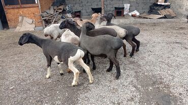 гиссарская порода овец цена: Продаю | Овца (самка), Баран (самец) | На забой | Кастрированные, Ярка