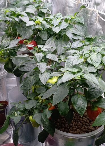 Другие товары для дома и сада: Гидропоника!!!!- это метод автоматезированного выращивания — 21