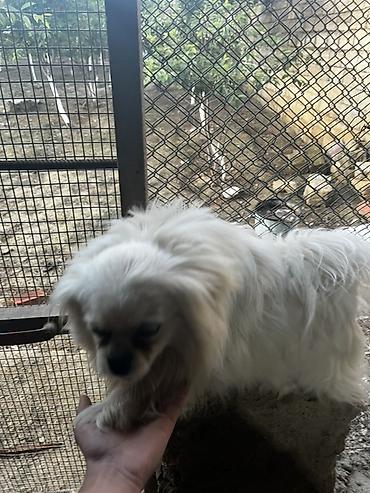 İtlər: Pekines — 7