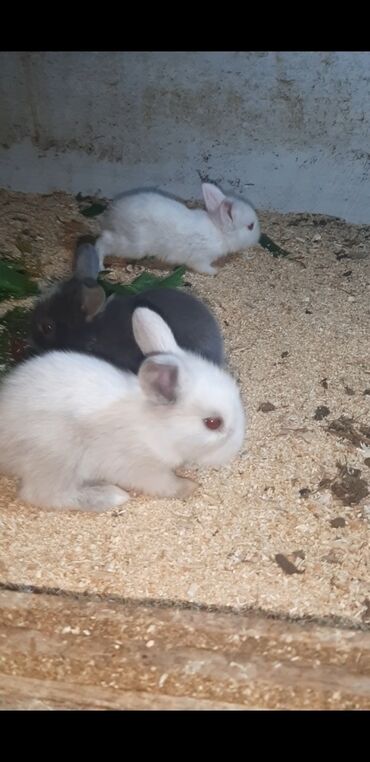 karlik dovşanlar: Dovsanlar boyuk ana 12 manat balalar 7 manat hamisini alana cuzi