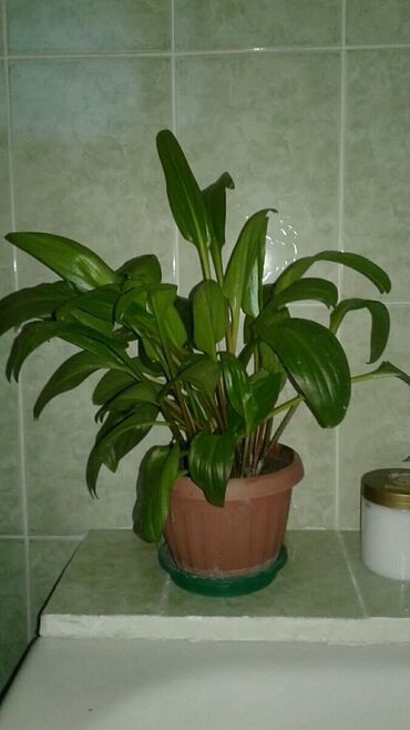 Другие комнатные растения: Комнатное растение вместе с горшком. В хорошем состоянии. Высота