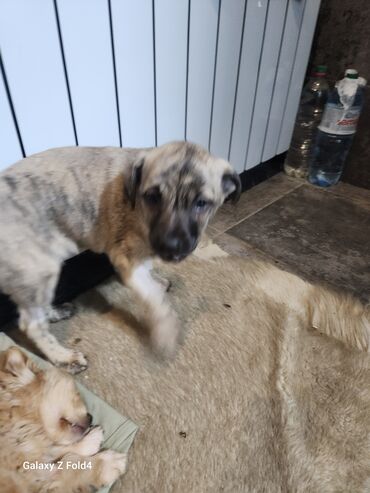 Продажа собак: Отдам в хорошие руки! Щенки метисов - Милые щенки с короткой густой — 7