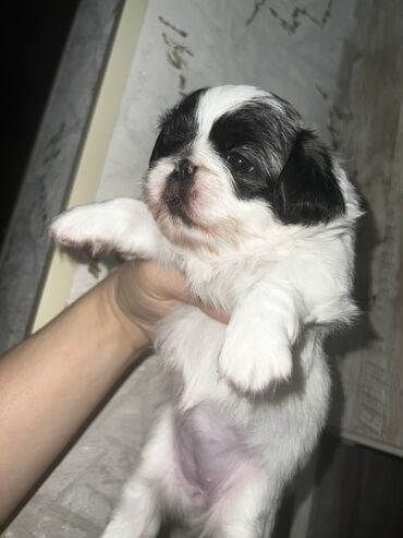 İtlər: Pekines, Dişi, Ünvandan götürmə — 2