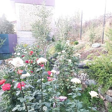 Другие садовые цветы и кустарники: Продаю разные цветы,злаковые: овсяница сизая,мискантус от 200с — 29