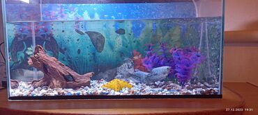 домашние рыбки: Продаю аквариум на 27 литров!Есть 2 рыбки!Все в комплекте!