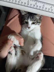 сколько стоит шотландская вислоухая кошка: Кошка даром: Беспородная, 3 месяца, Мальчик