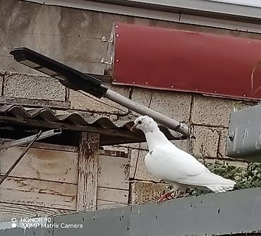 Göyərçinlər: Göyərçinlər — 4