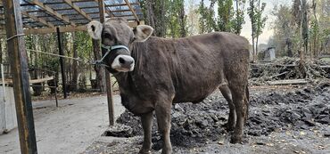 продажа щенков немецкой овчарки с документами в бишкеке: Продаю | Корова (самка) | Швицкая | Для молока | Племенные