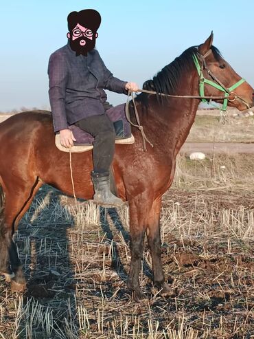 уй жаныбар: Сатам | Байтал | Англиялык | Ат спорту | Асыл тукумдуу