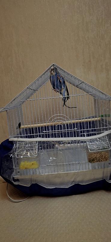 Qəfəslər: Dalğalı tutuquşu və qəfəs dəsti - Növ: dalğalı tutuquşu (budgerigar) — 4