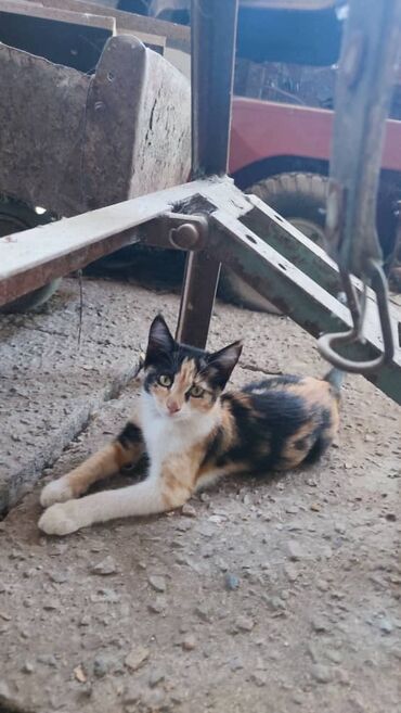 сколько стоит вислоухий котенок: Рыжий котенок с белыми лапками и мордочкой, а также черепаховый