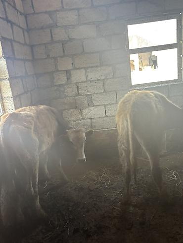 Inəklər, öküzlər: Satışa iri buynuzlu heyvanlar - Cins: qarışıq ətlik (fotoşəkillərdə — 12