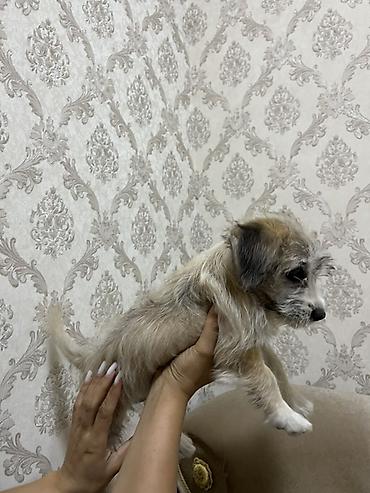 pulsuz it satilir: Bolonka, 3 ay, Dişi, Ödənişli çatdırılma — 5