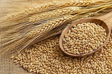 🌾 НУТАНС 89 — СУПЕР ЭЛИТА АРПА 🌱 Урукка эң жакшы жарайт! Даны толук