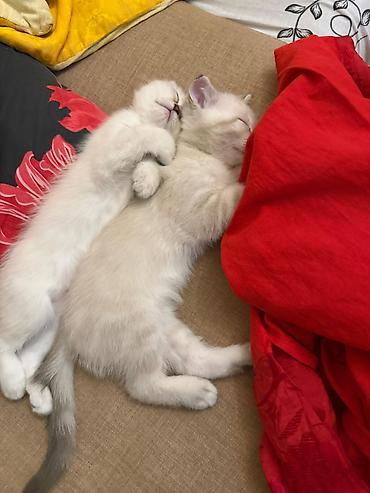 Pişiklər: Şotland — 20