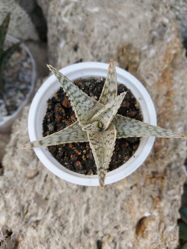 aloe gülü: Bu, qablarda olan müxtəlif şirəli bitkilər kolleksiyasıdır. Bitkilər