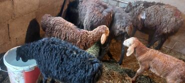 рамановские овцы: Продаю | | Для разведения