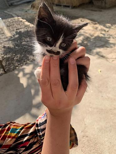 кошка бенгал: Отдам даром котенка, 2 месяца, девочка — 2